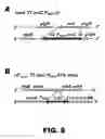 Fig. 12 - Recombinant bacterium and methods of antigen and nucleic acid delivery