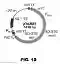 Fig. 13 - Recombinant bacterium and methods of antigen and nucleic acid delivery