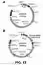 Fig. 15 - Recombinant bacterium and methods of antigen and nucleic acid delivery