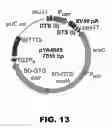 Fig. 16 - Recombinant bacterium and methods of antigen and nucleic acid delivery