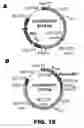Fig. 19 - Recombinant bacterium and methods of antigen and nucleic acid delivery