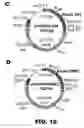 Fig. 20 - Recombinant bacterium and methods of antigen and nucleic acid delivery