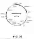 Fig. 25 - Recombinant bacterium and methods of antigen and nucleic acid delivery