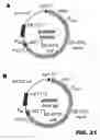 Fig. 26 - Recombinant bacterium and methods of antigen and nucleic acid delivery