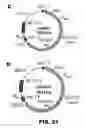 Fig. 27 - Recombinant bacterium and methods of antigen and nucleic acid delivery