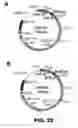 Fig. 28 - Recombinant bacterium and methods of antigen and nucleic acid delivery