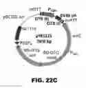 Fig. 29 - Recombinant bacterium and methods of antigen and nucleic acid delivery
