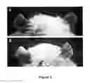Fig. 04 - Use of 2,5-dihydroxybenzene derivatives for treating dermatitis