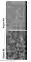 Fig. 09 - ION SUBSTITUTED CALCIUM PHOSPHATE COATINGS