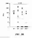 Fig. 06 - siRNA MICROBICIDES FOR PREVENTING AND TREATING DISEASES