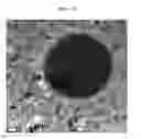 Fig. 06 - Cell labeling and imaging using multifunctional perfluorocarbon nanoemulsion