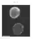 Fig. 08 - Cell labeling and imaging using multifunctional perfluorocarbon nanoemulsion