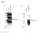Fig. 02 - Method for detecting substance in biological sample