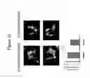 Fig. 11 - CELL ASSAY METHODS AND ARTICLES