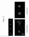 Fig. 13 - CELL ASSAY METHODS AND ARTICLES
