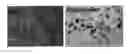 Fig. 01 - OLIGOMERIC COMPOUNDS FOR THE MODULATION OF SURVIVIN EXPRESSION
