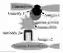 Fig. 01 - LIGANDS TO RADIATION-INDUCED MOLECULES