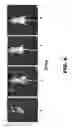Fig. 08 - LIGANDS TO RADIATION-INDUCED MOLECULES