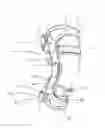 Fig. 01 - Adjustable joint positioning device