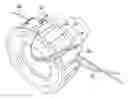 Fig. 01 - Seal Assembly For A Cannula