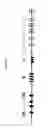 Fig. 02 - Rat having a disrupted immunoglobulin gene