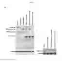 Fig. 09 - TARGETS FOR RETROVIRUS ASSOCIATED DISEASES