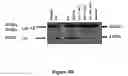 Fig. 22 - Indoleamine 2,3-dioxygenase-2 antibodies