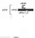 Fig. 44 - Plants Having Enhanced Yield-Related Traits And A Method For Making The Same