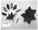 Fig. 01 - Clematis plant named 'Evipo042'