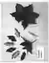 Fig. 02 - Clematis plant named 'Evipo042'