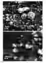 Fig. 01 - Metal hydride nanoparticles