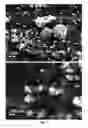 Fig. 02 - Metal hydride nanoparticles