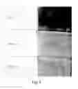 Fig. 06 - Articles and methods of masking or protecting a substrate