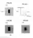 Fig. 07 - System and method of image processing, and scanning electron microscope