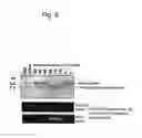 Fig. 07 - Human artificial chromosome (HAC) vector