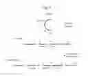 Fig. 09 - Human artificial chromosome (HAC) vector