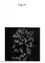 Fig. 22 - Human artificial chromosome (HAC) vector