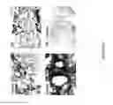Fig. 04 - STIMULATION OF INNATE IMMUNITY WITH AN ANTIGEN FROM BACTERIAL ORIGIN