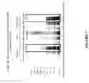 Fig. 09 - STIMULATION OF INNATE IMMUNITY WITH AN ANTIGEN FROM BACTERIAL ORIGIN