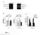 Fig. 02 - Polypeptides that inhibit dopamine D2 receptor-DISC1 interaction and methods of use thereof
