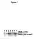 Fig. 09 - Methods for treating rheumatoid arthritis with anti-bile salt-stimulated lipase (BSSL) antibodies