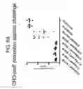 Fig. 09 - Recombinant RSV vaccines