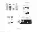 Fig. 02 - Modified protozoan expressing at least two variable surface proteins (VSP), a vaccine comprising it and procedures, uses, and methods thereof