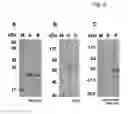 Fig. 07 - Method for the detection of polypeptide specific immune cells