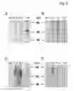Fig. 09 - Method for the detection of polypeptide specific immune cells
