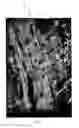Fig. 02 - COLLAGEN SCAFFOLD FOR CELL GROWTH AND A METHOD FOR PRODUCING SAME