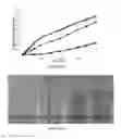 Fig. 09 - Denatured lactoglobulin and polyphenol coassemblies