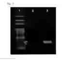 Fig. 07 - Enzyme preparation containing thermostable DNA polymerase, method for producing same, and method for detecting subject organism to be detected