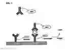 Fig. 02 - Nonseparation assay methods