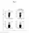 Fig. 08 - Fermentation product of cereal plant-derived material and immunomodulator